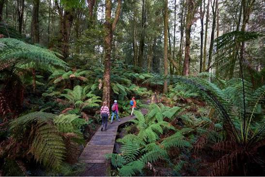 Three walkers on a raised timber boardwalk winding through dense tree-fern rainforest